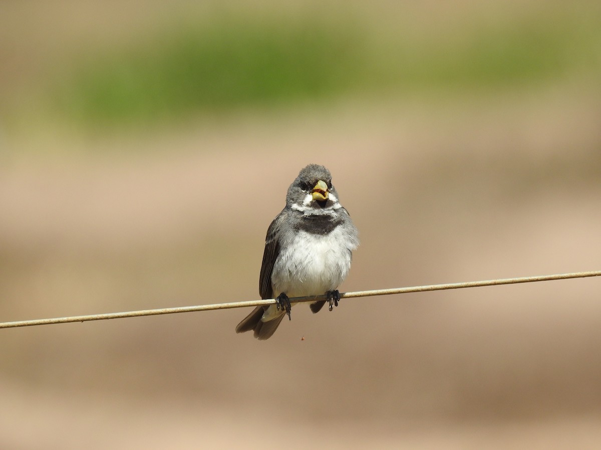 Double-collared Seedeater - ML638240505
