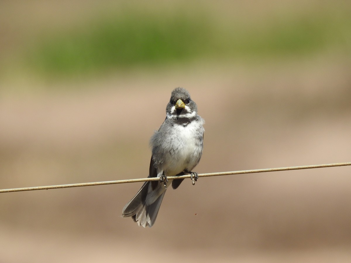 Double-collared Seedeater - ML638240507