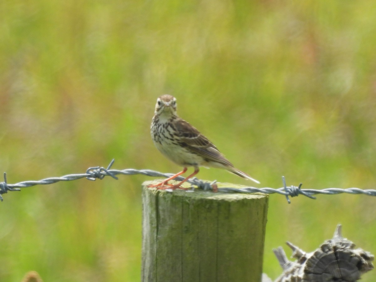 Meadow Pipit - ML638240512