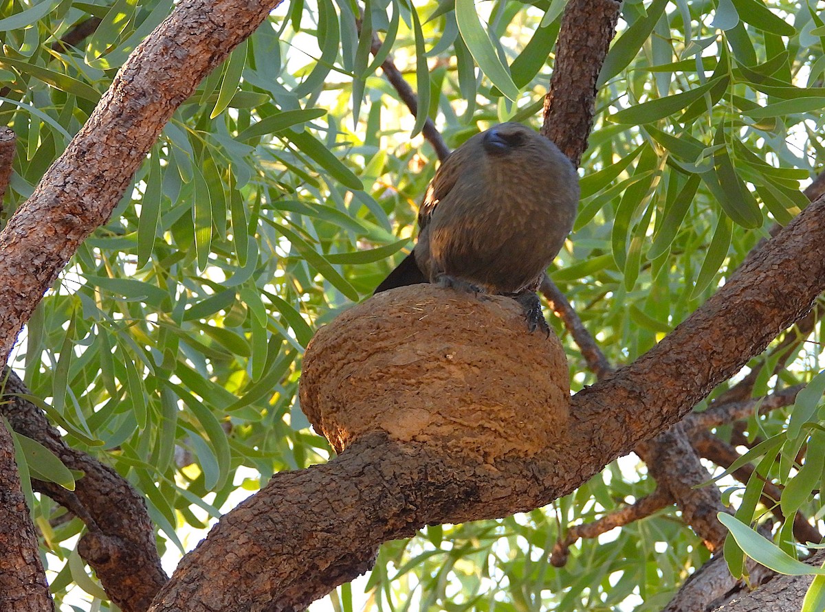 Apostlebird - ML638240522