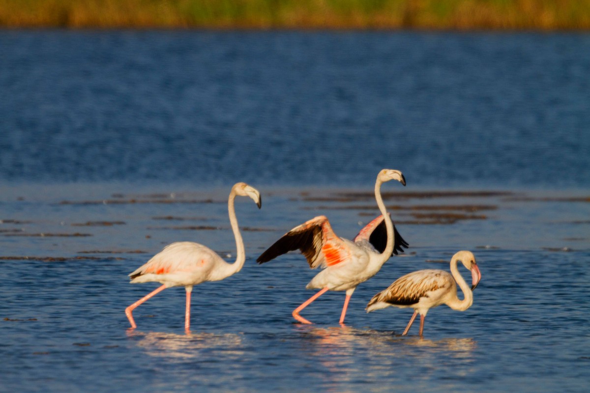 Greater Flamingo - ML638240524