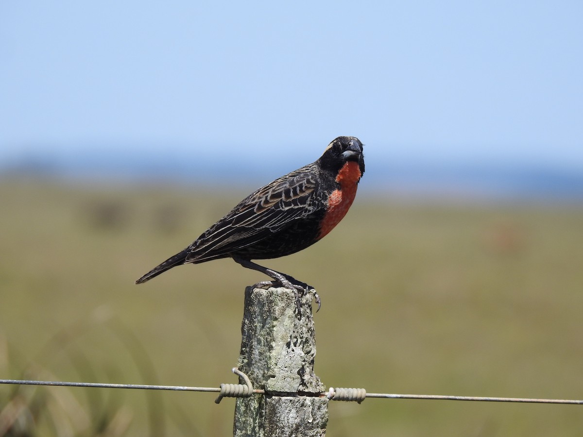 White-browed Meadowlark - ML638240544
