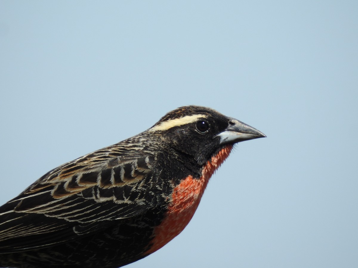 White-browed Meadowlark - ML638240545