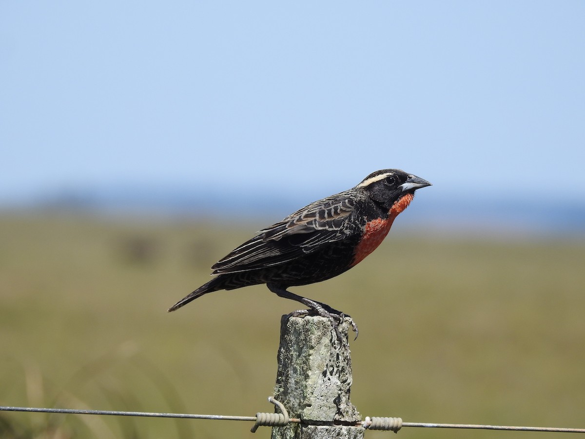 White-browed Meadowlark - ML638240548