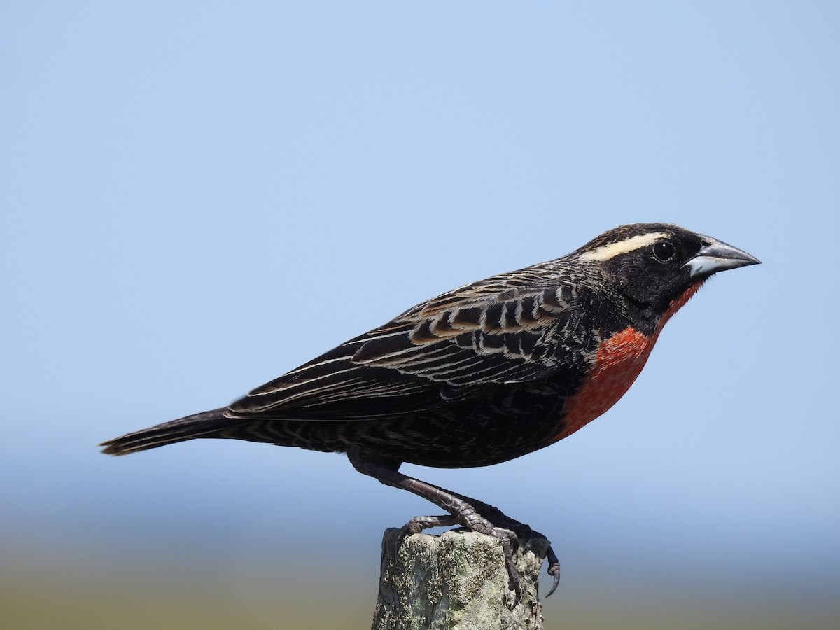 White-browed Meadowlark - ML638240549
