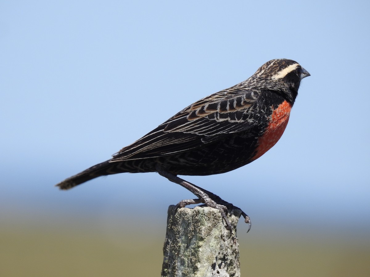 White-browed Meadowlark - ML638240550