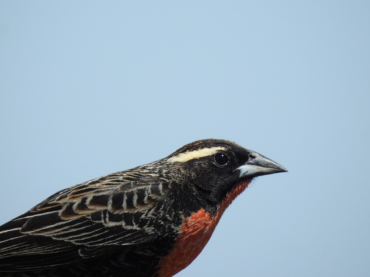 White-browed Meadowlark - ML638240552