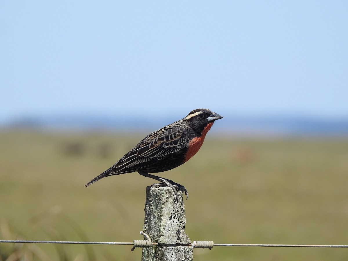 White-browed Meadowlark - ML638240553