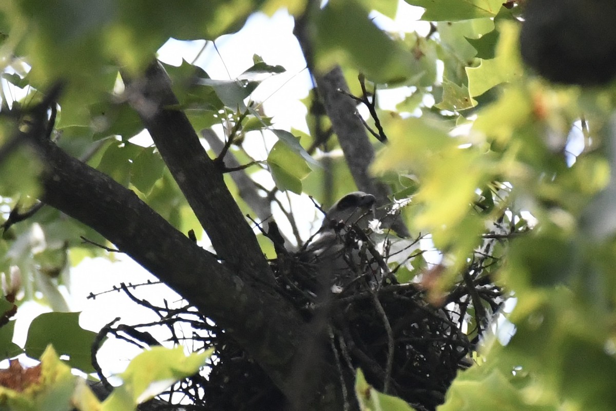Mississippi Kite - ML638240586