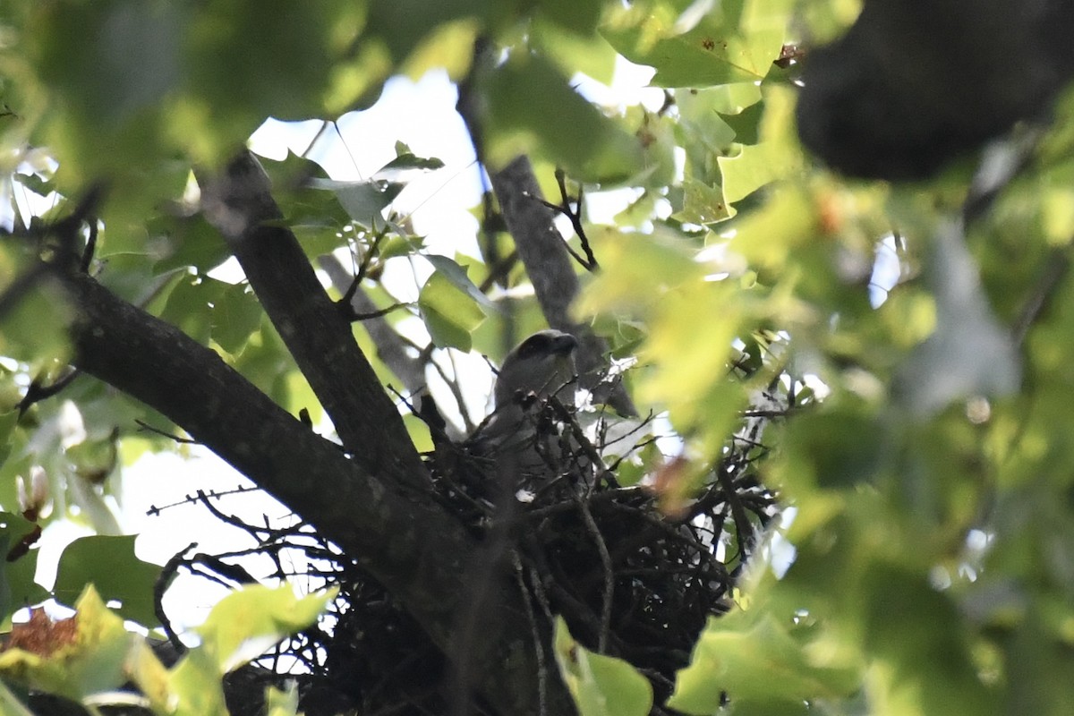 Mississippi Kite - ML638240587