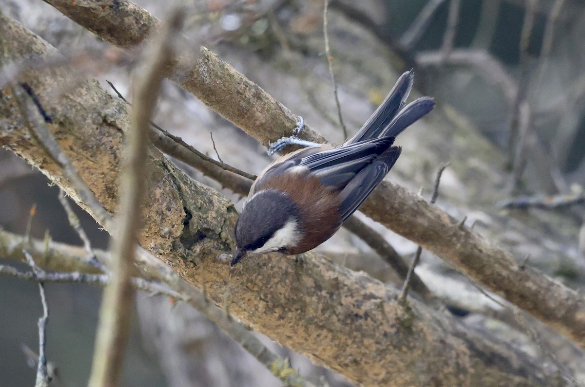 Chestnut-backed Chickadee - ML638240592