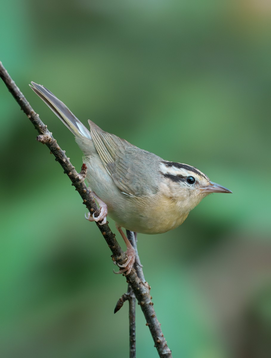 Worm-eating Warbler - ML638240615