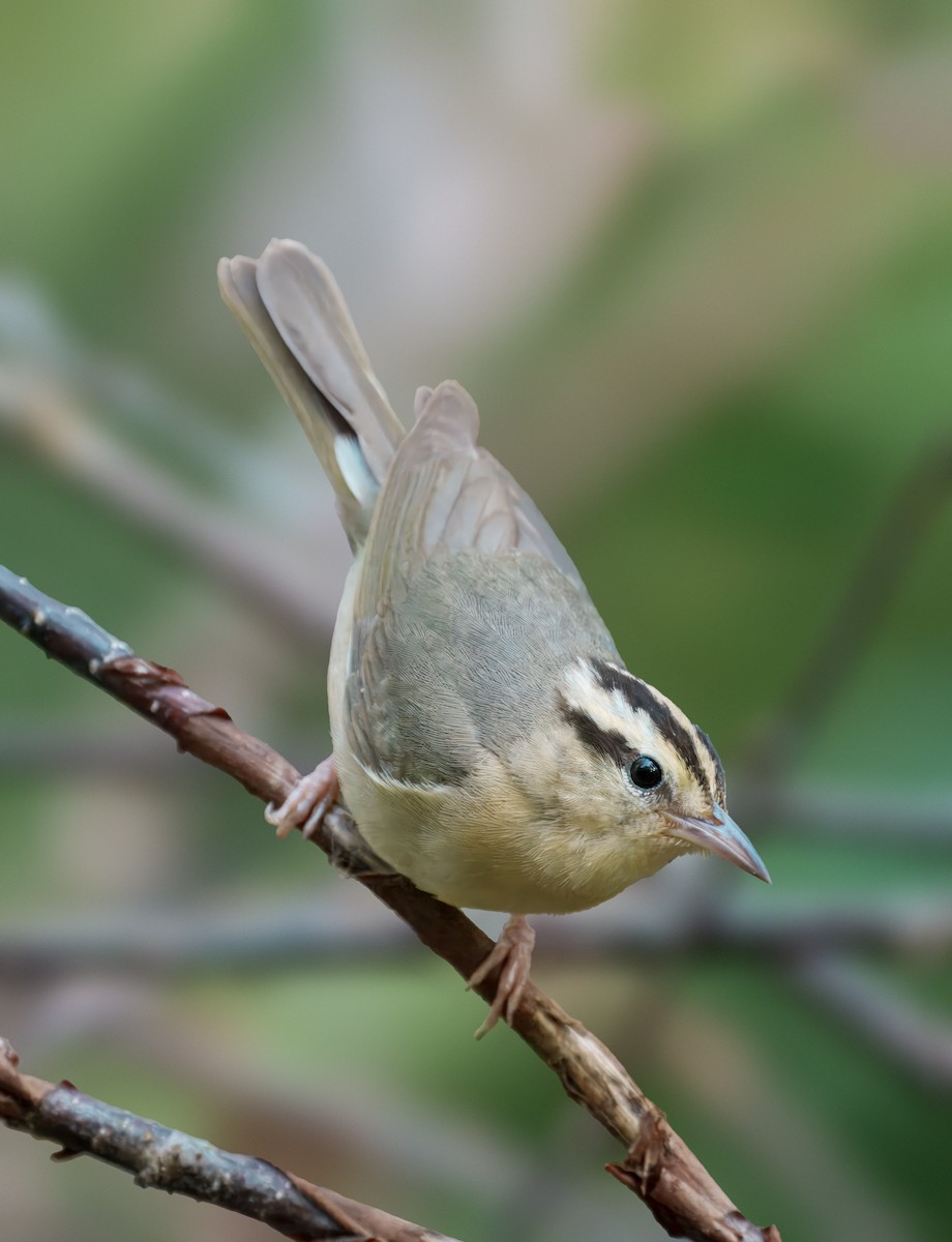 Worm-eating Warbler - ML638240631