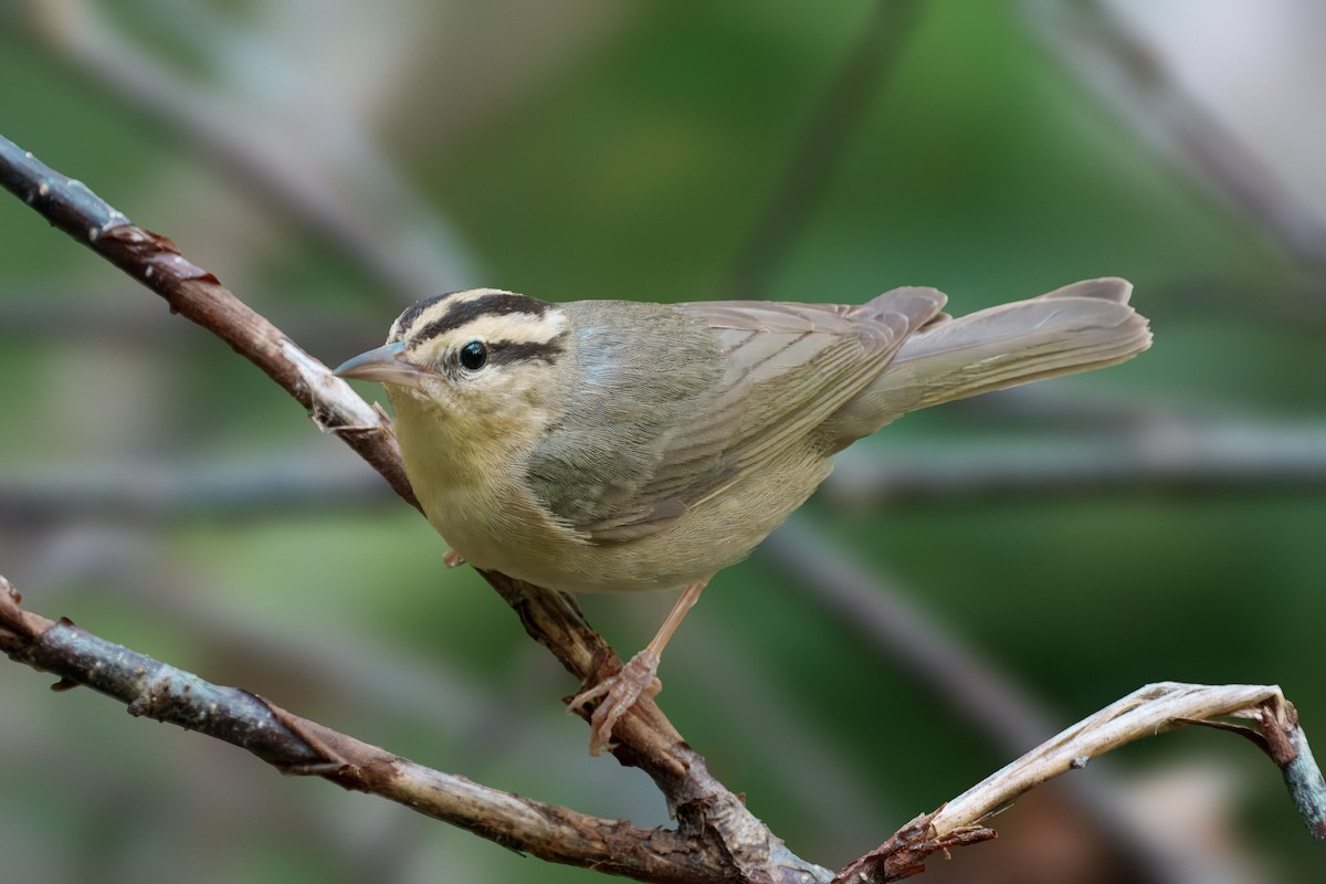 Worm-eating Warbler - ML638240633
