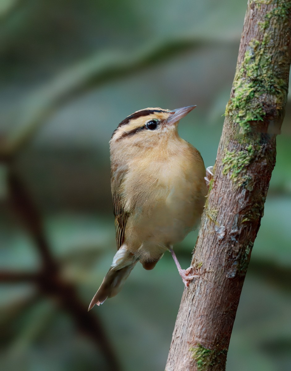 Worm-eating Warbler - ML638240636