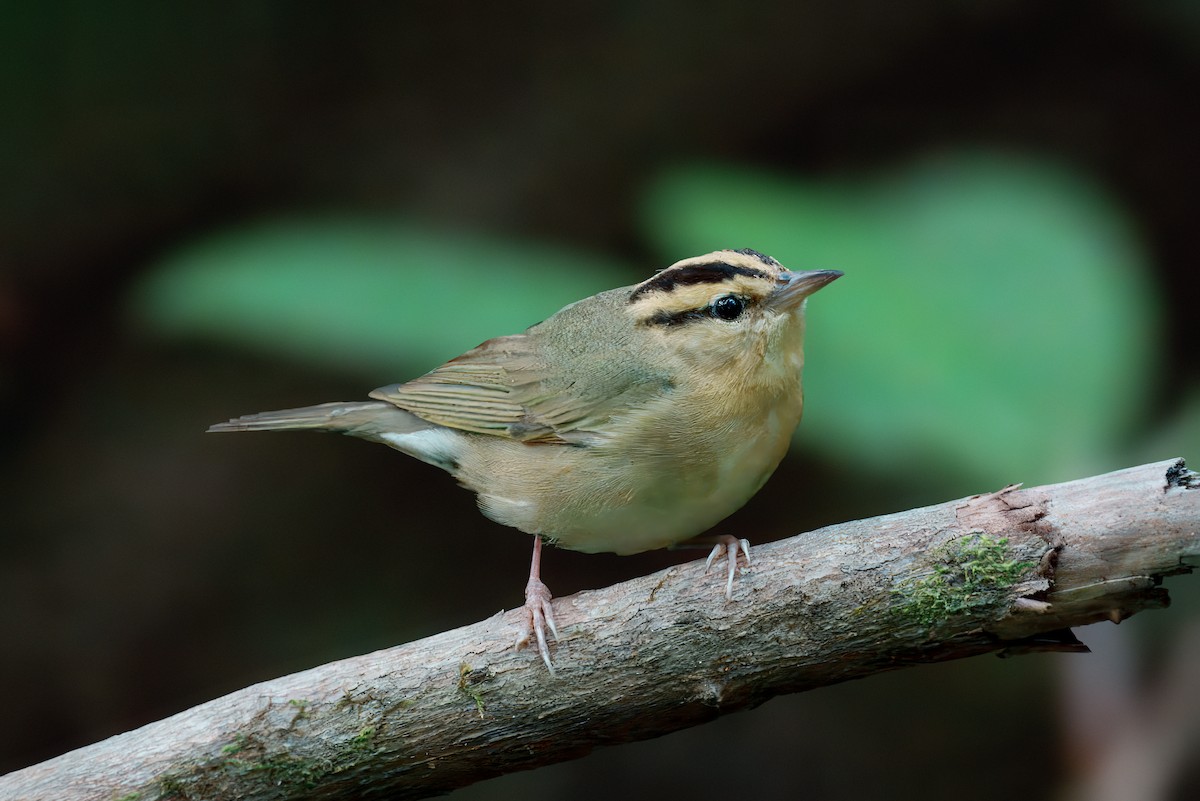 Worm-eating Warbler - ML638240639