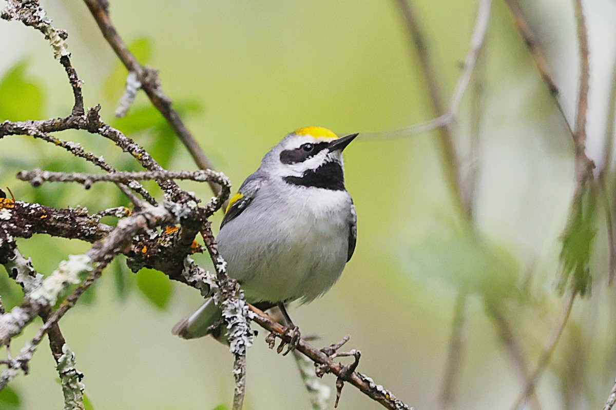 Goldflügel-Waldsänger - ML638240641