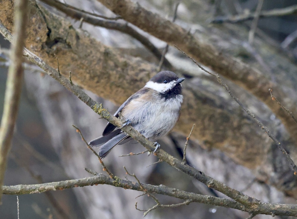 Chestnut-backed Chickadee - ML638240674