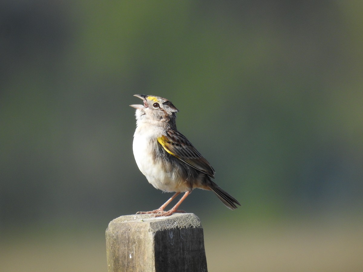 Grassland Sparrow - ML638240676