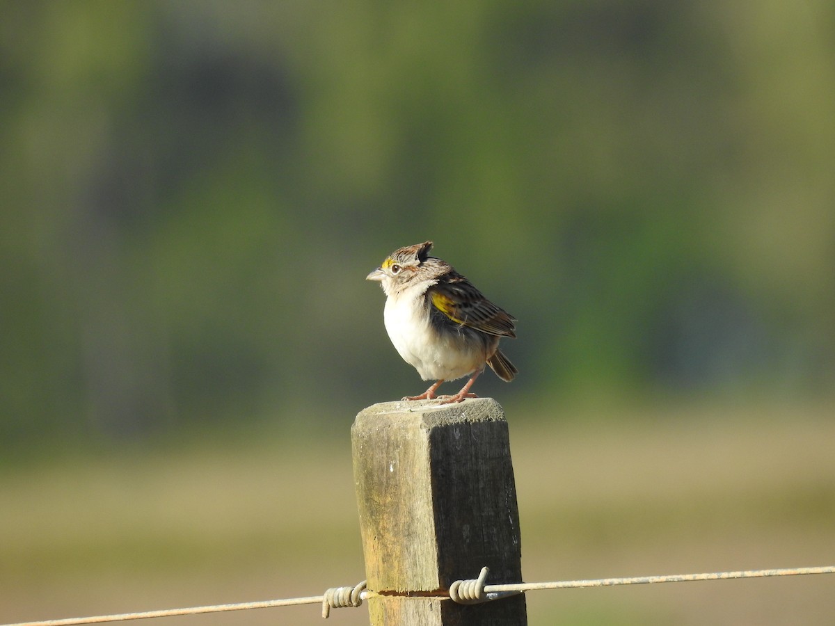 Grassland Sparrow - ML638240682