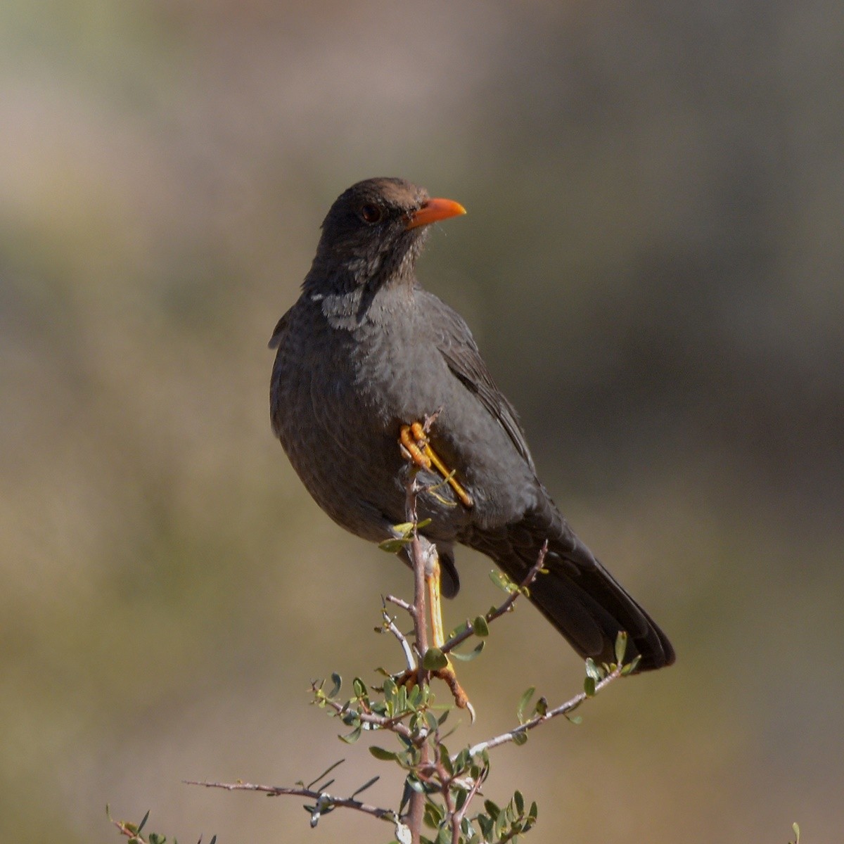 Chiguanco Thrush - ML638240700