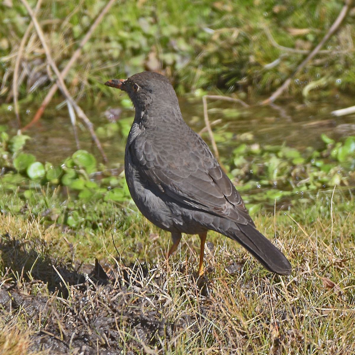 Chiguanco Thrush - ML638240701