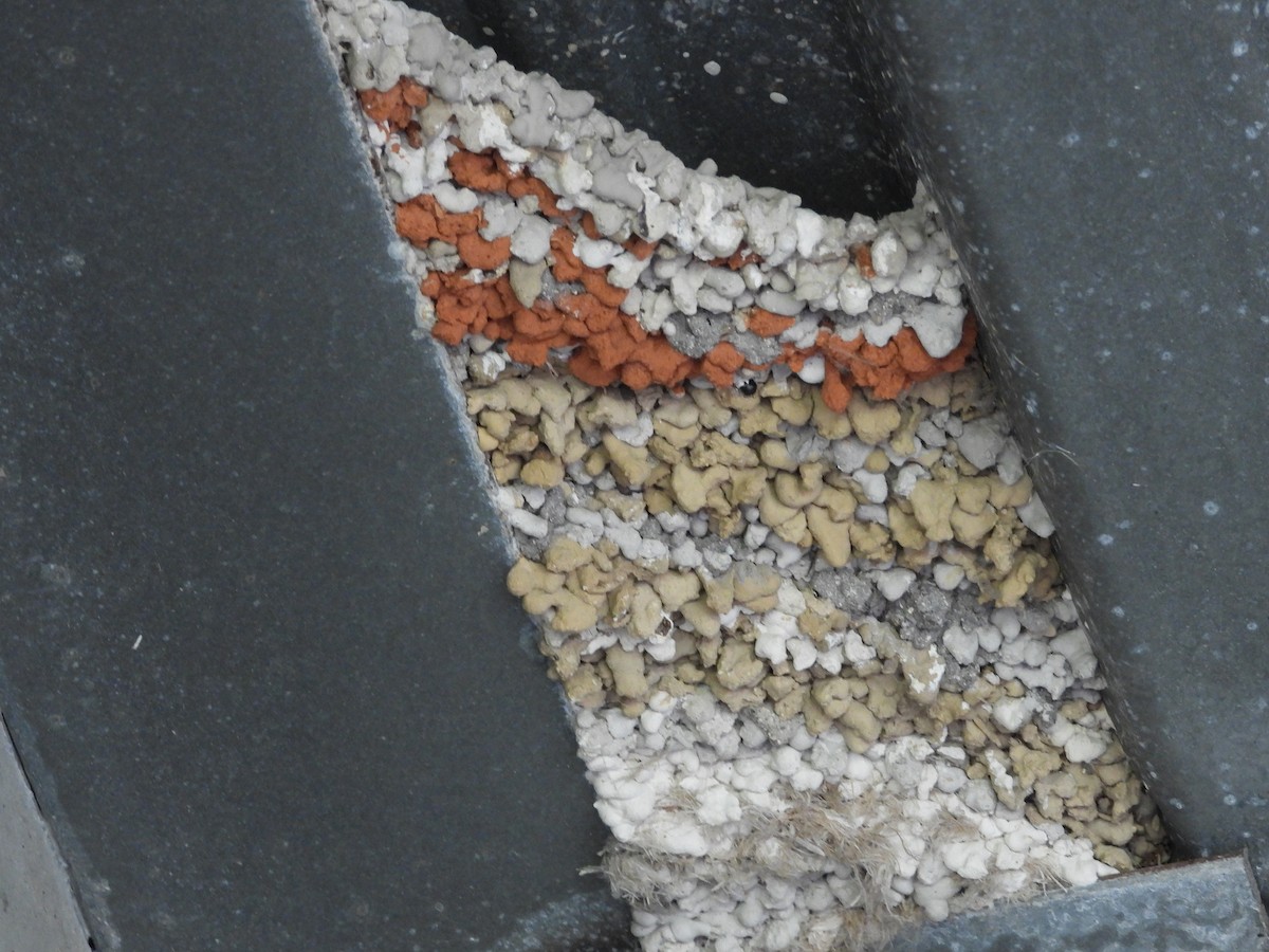 Cave Swallow - ML638240712