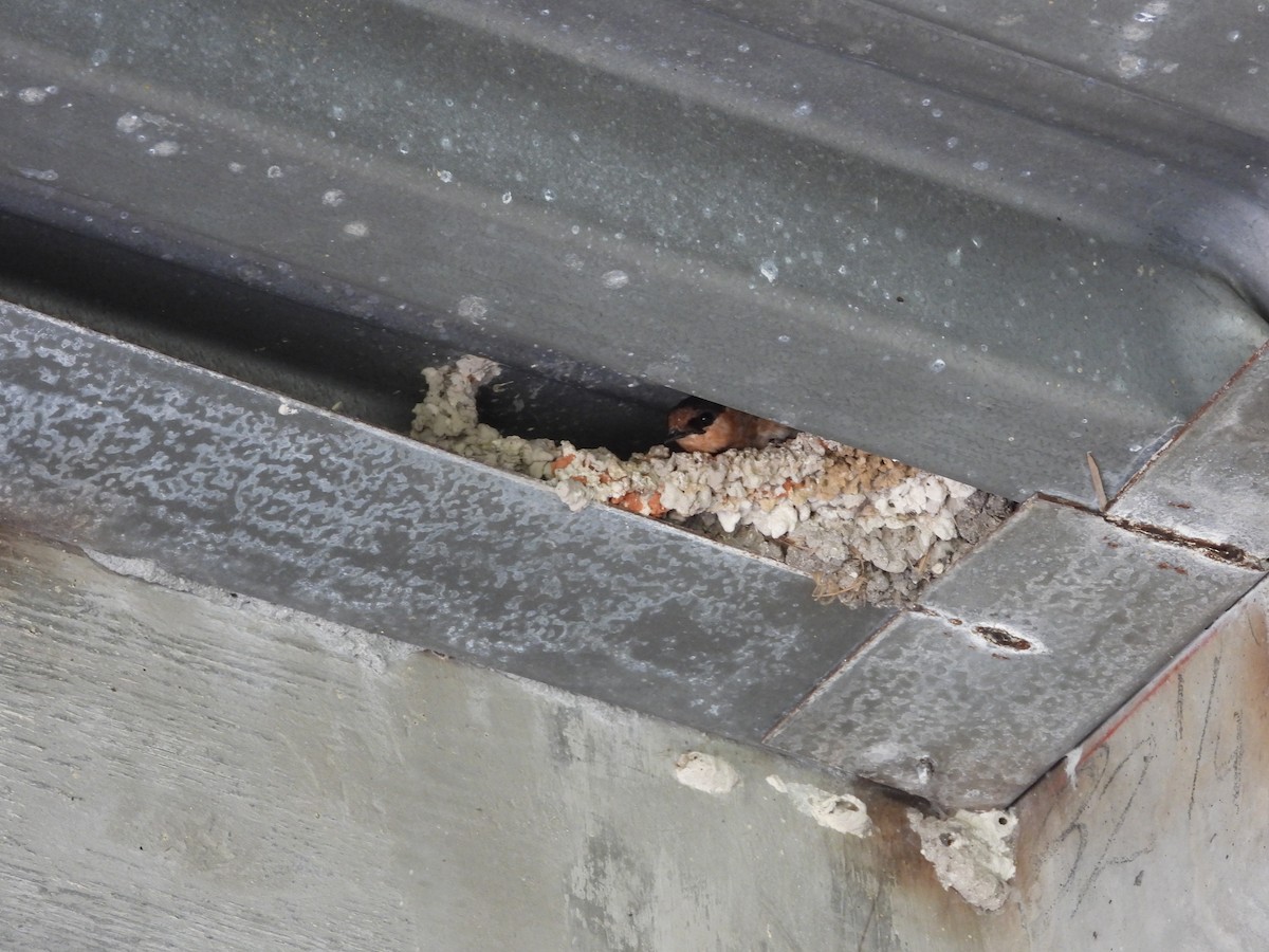 Cave Swallow - ML638240713