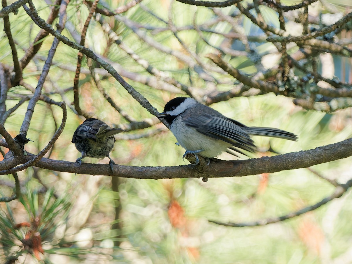 Carolina Chickadee - ML638240720