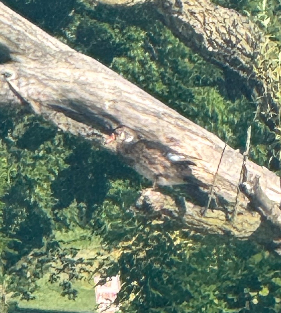 Wood Duck - ML638240726