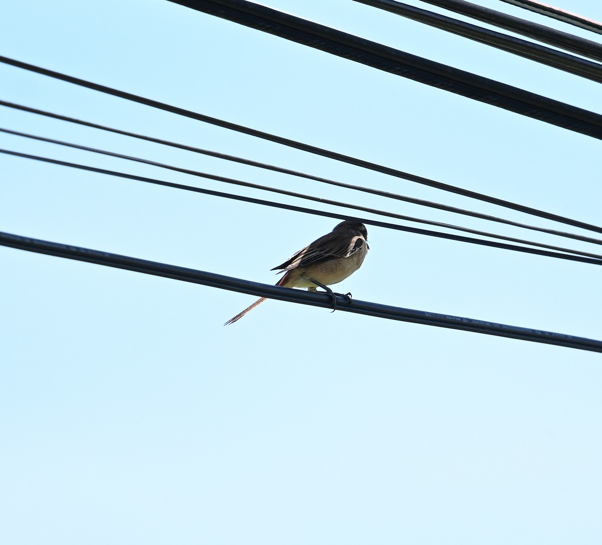 Brown Shrike - ML638240731