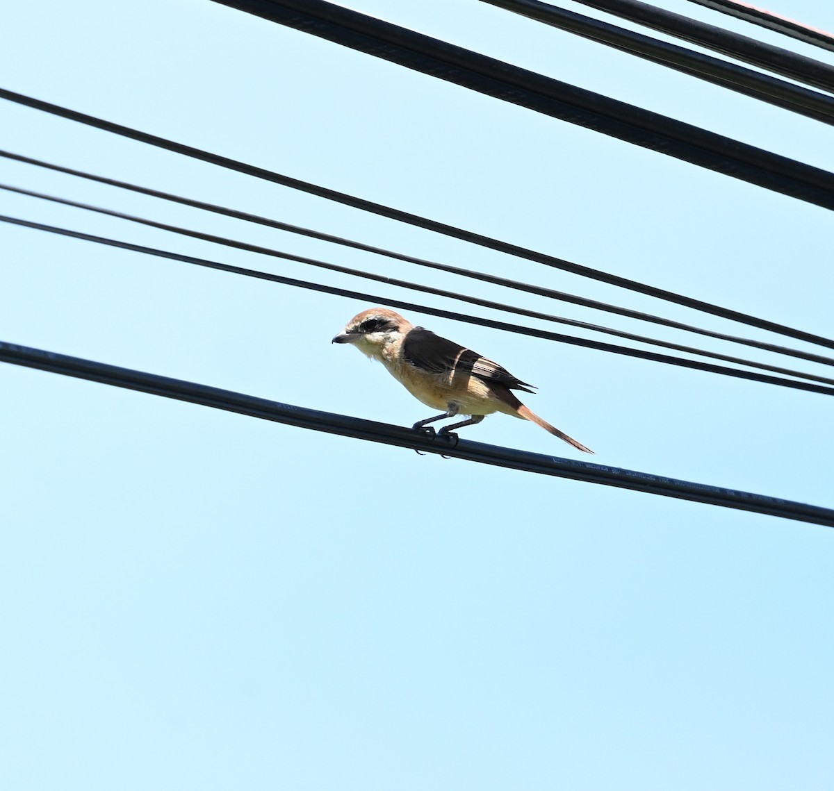 Brown Shrike - ML638240732
