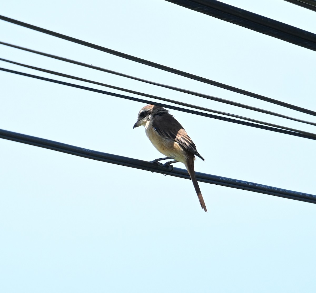 Brown Shrike - ML638240733