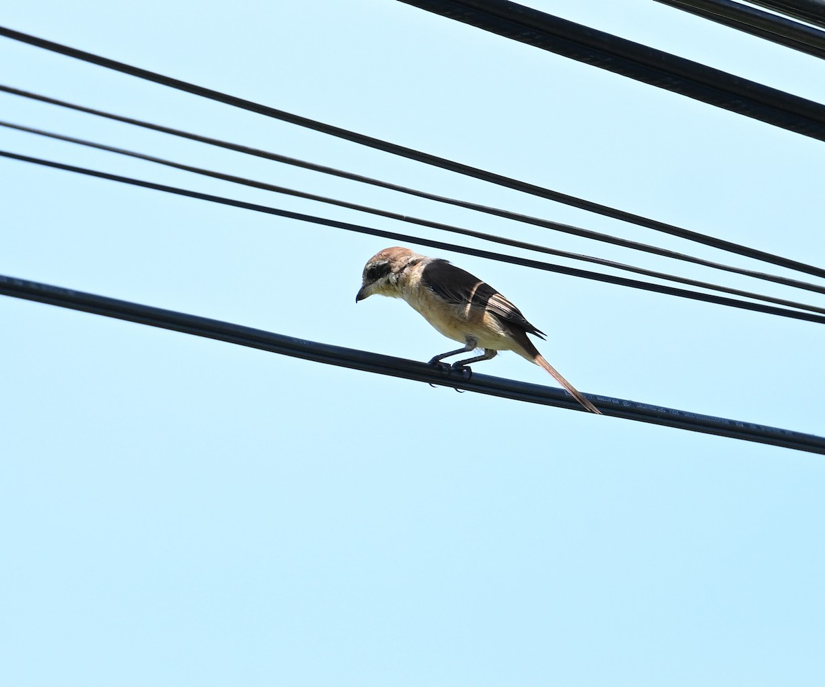Brown Shrike - ML638240734