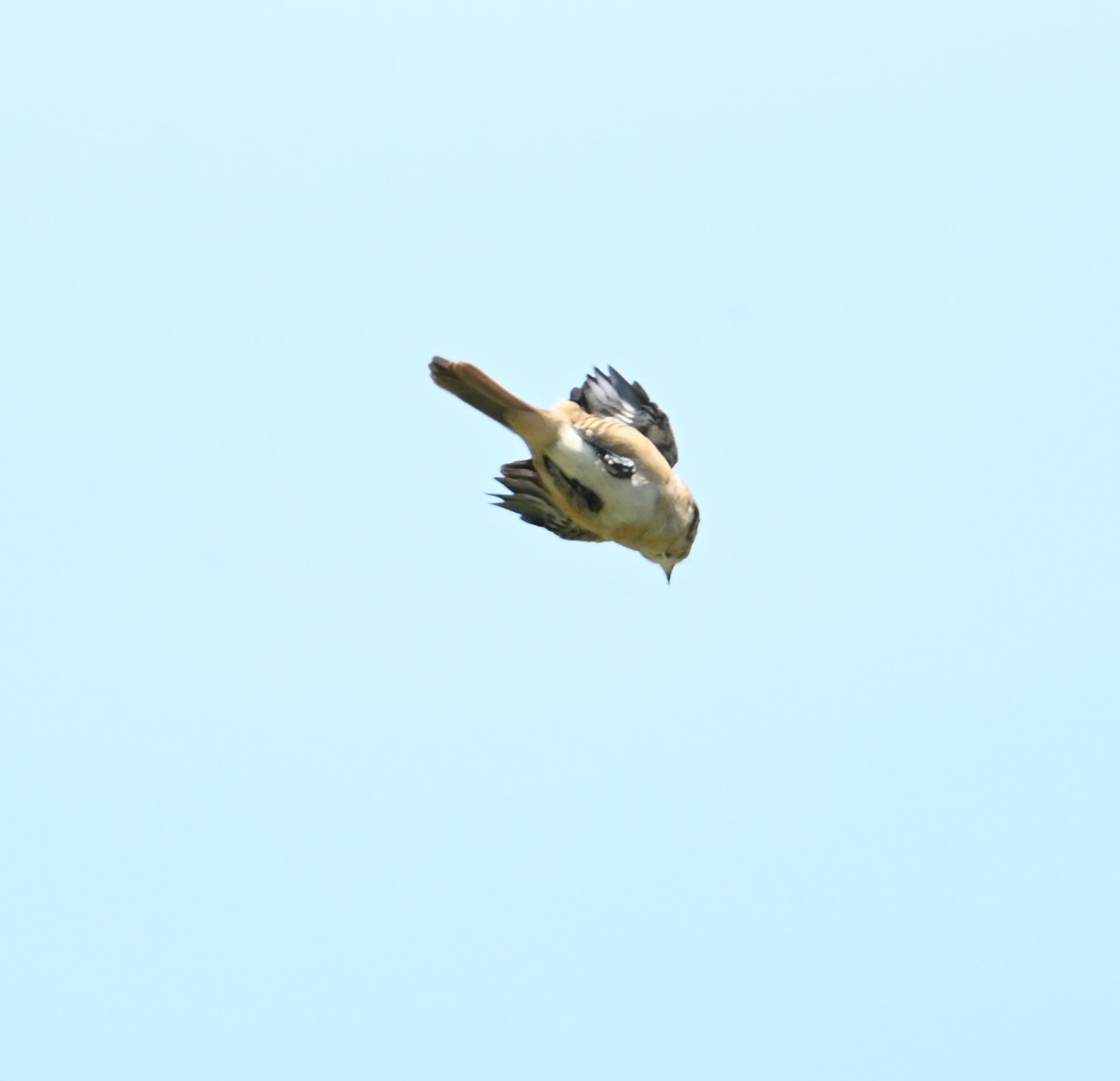 Brown Shrike - ML638240735