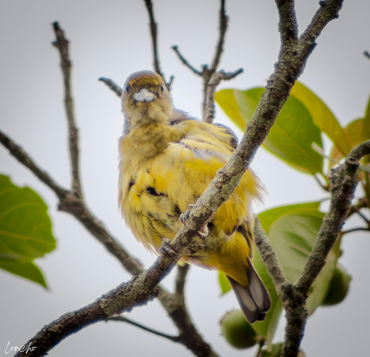 Scrub Euphonia - ML638240754