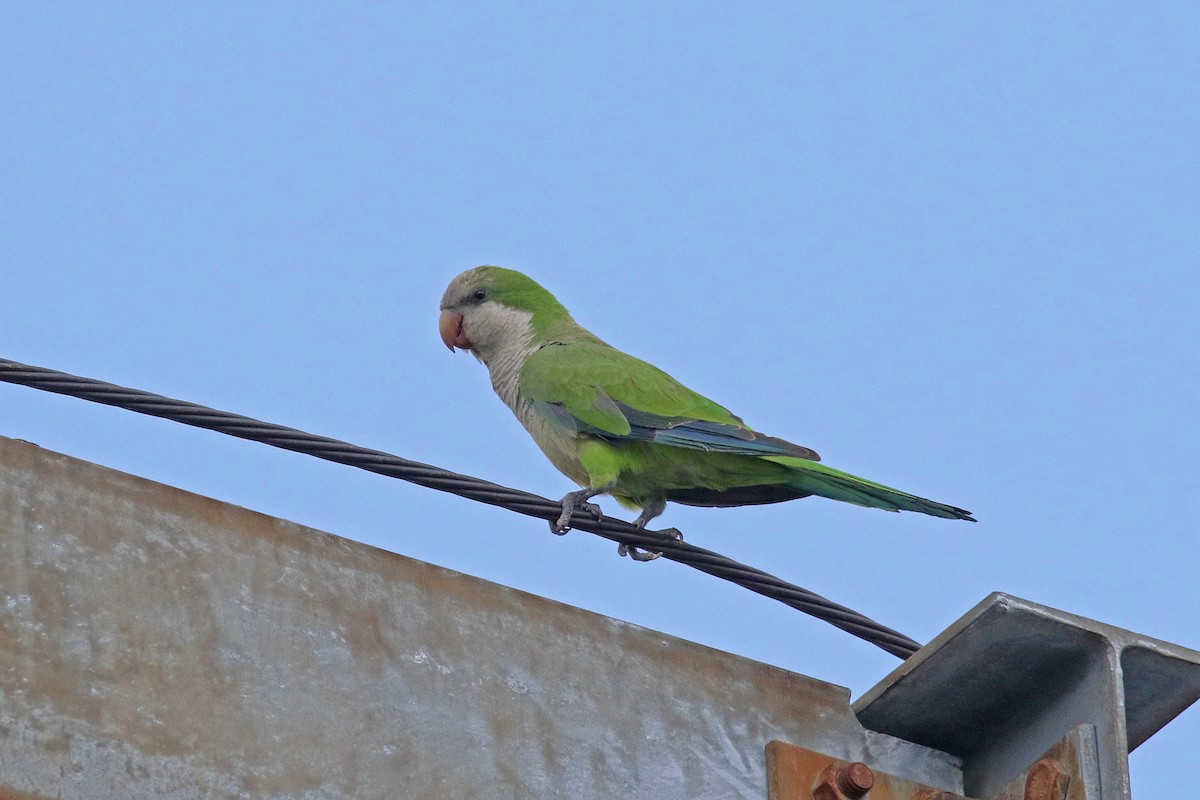 Monk Parakeet - ML638240757