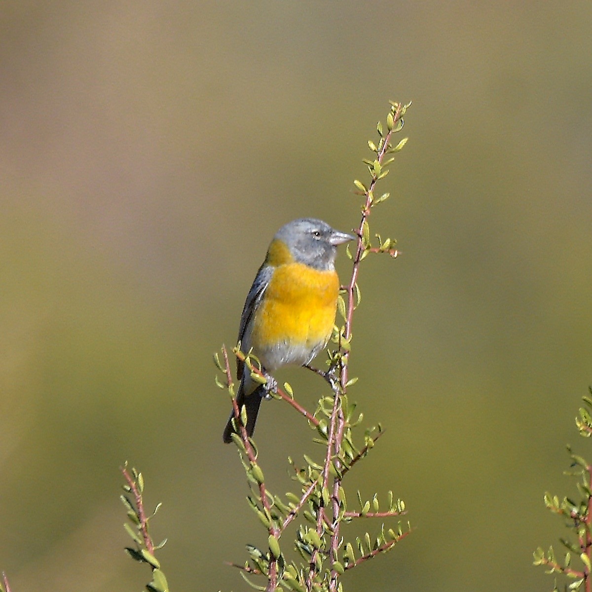 Gray-hooded Sierra Finch - ML638240759