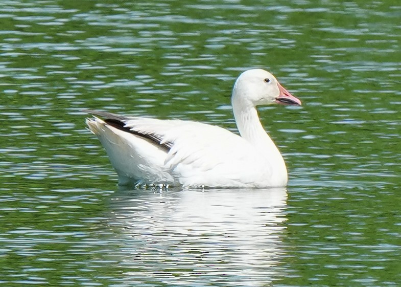 Snow Goose - ML638240761