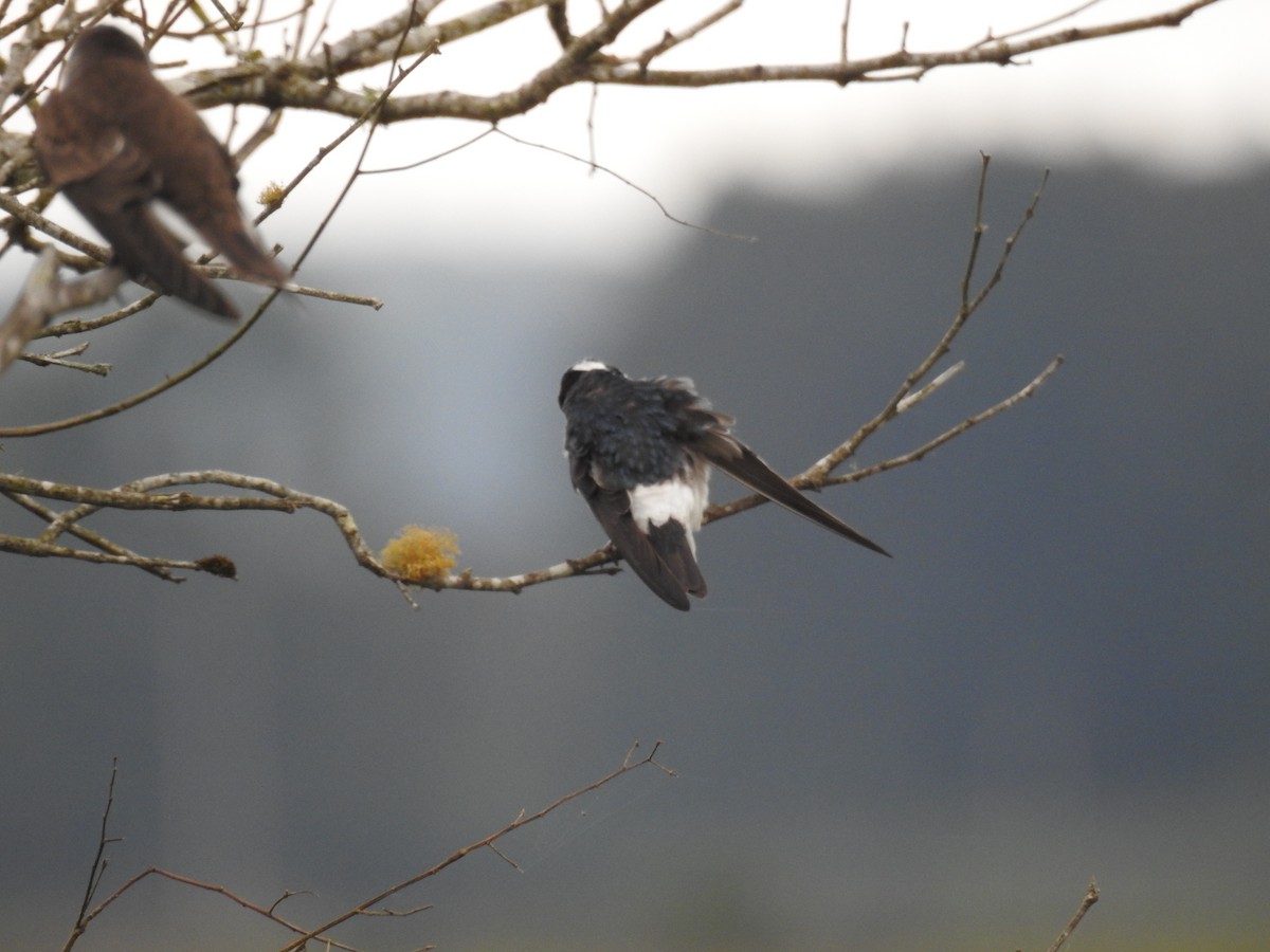White-rumped Swallow - ML638240776