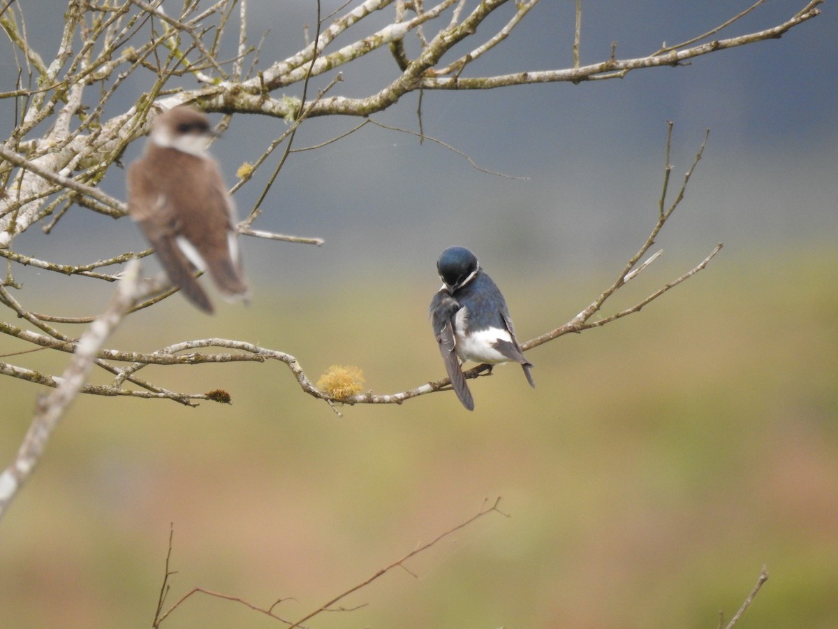 White-rumped Swallow - ML638240777