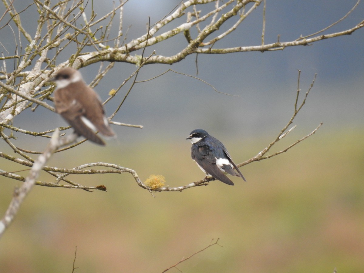 White-rumped Swallow - ML638240778