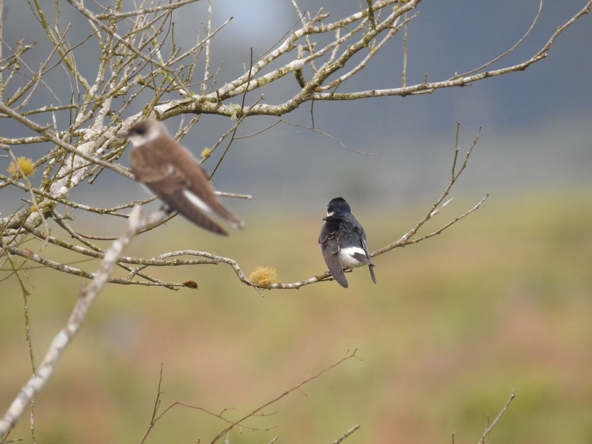 White-rumped Swallow - ML638240781