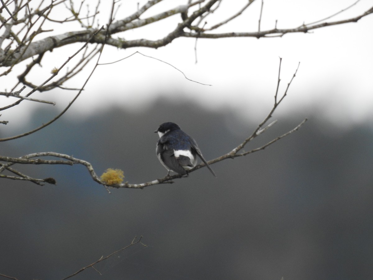 White-rumped Swallow - ML638240784