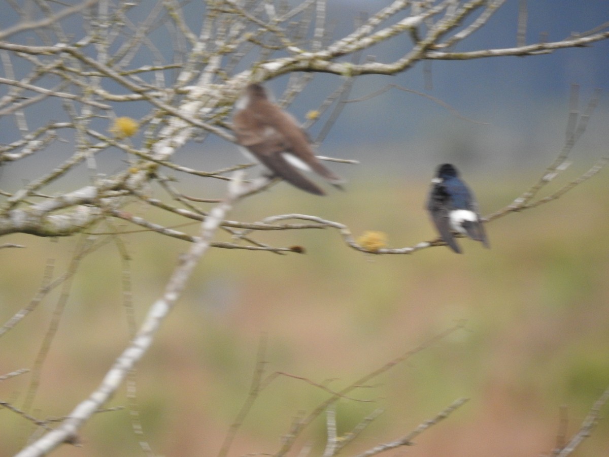 White-rumped Swallow - ML638240785