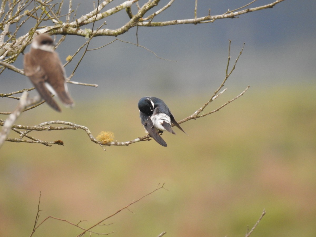 White-rumped Swallow - ML638240788