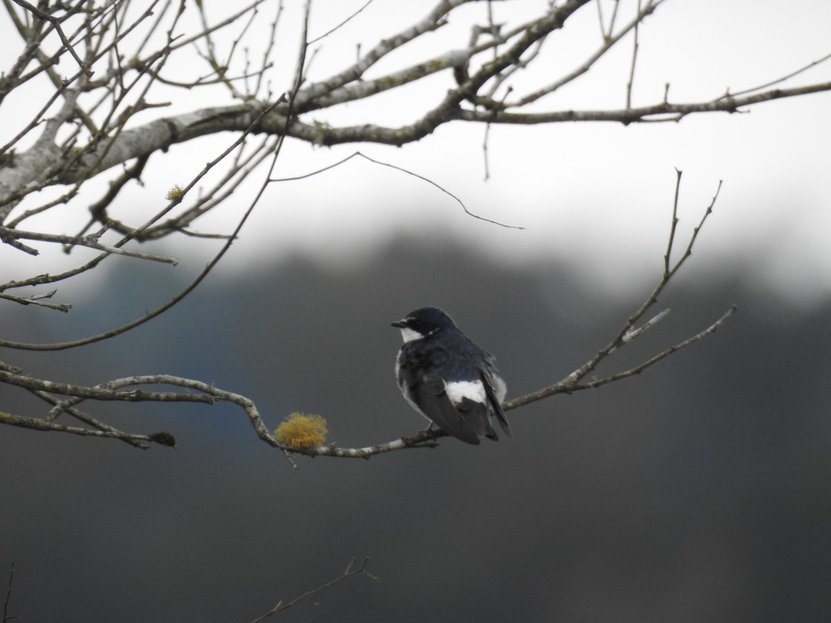 White-rumped Swallow - ML638240791