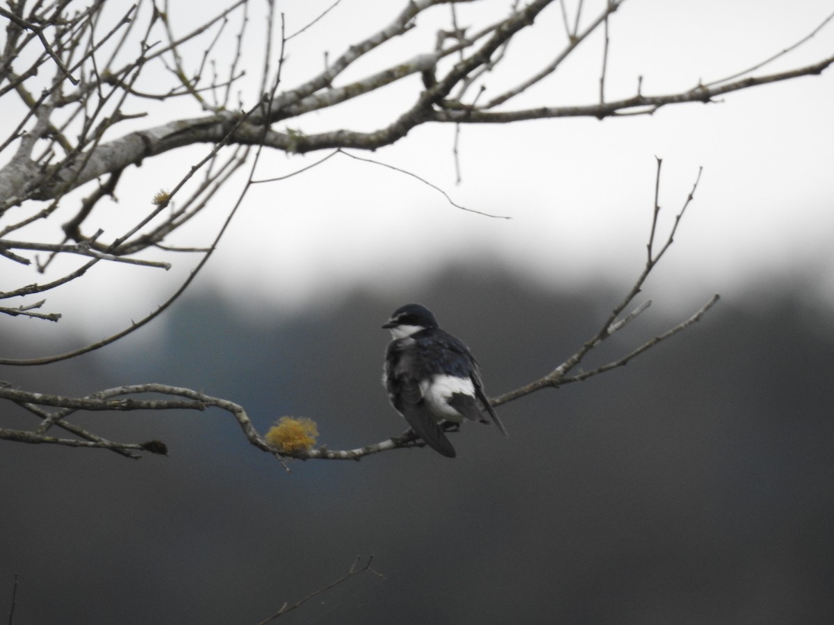 White-rumped Swallow - ML638240794