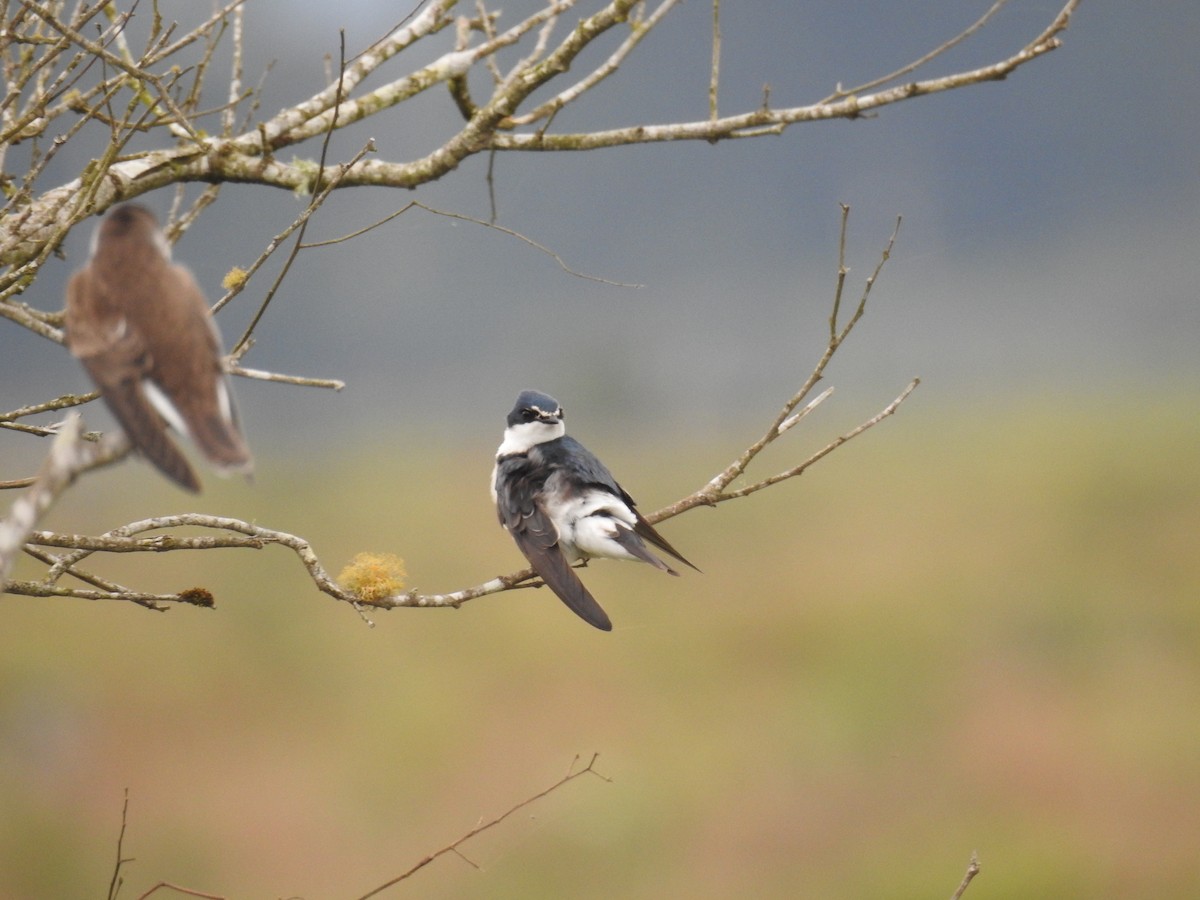 White-rumped Swallow - ML638240795