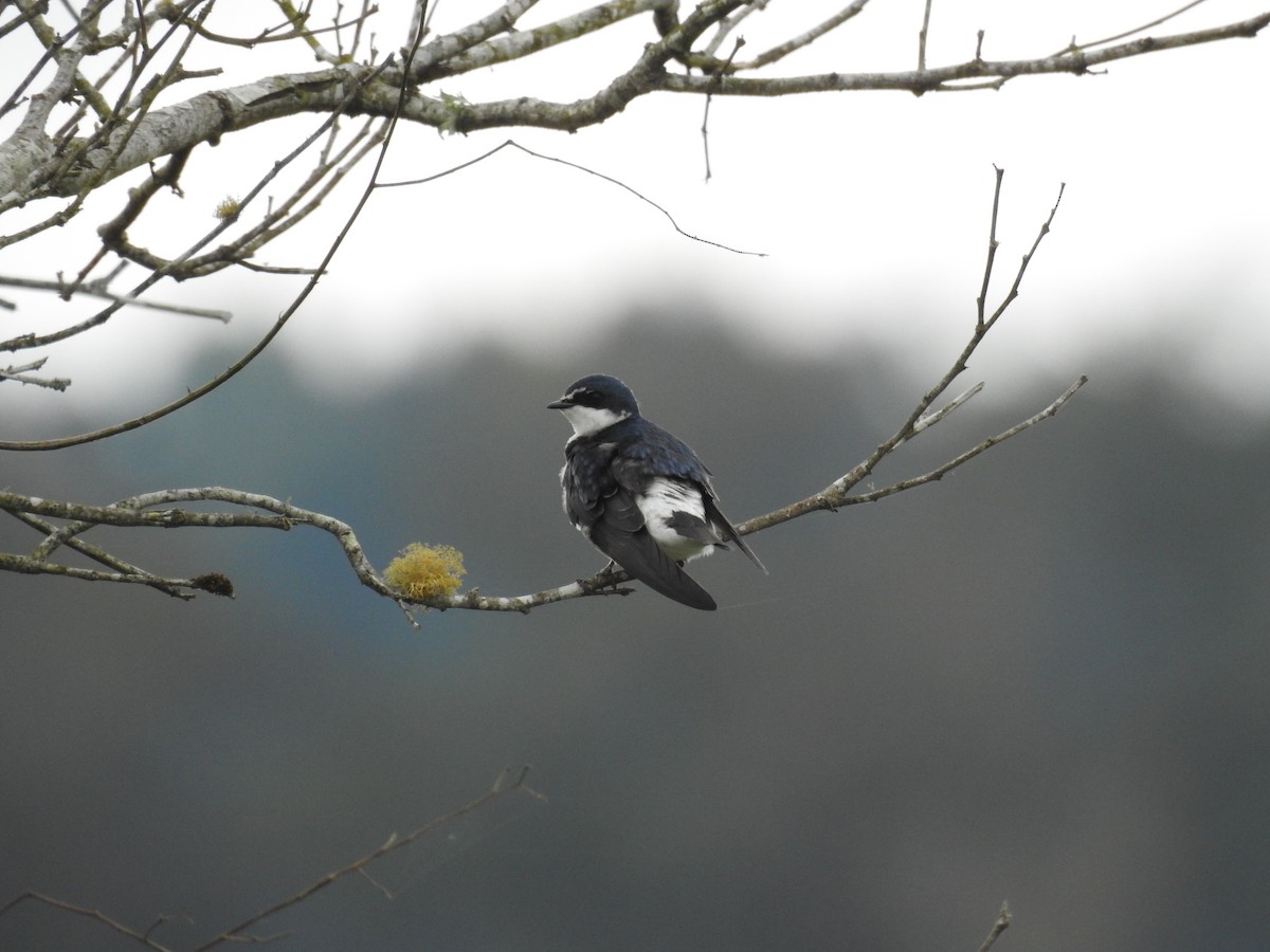 White-rumped Swallow - ML638240796